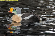 king eider